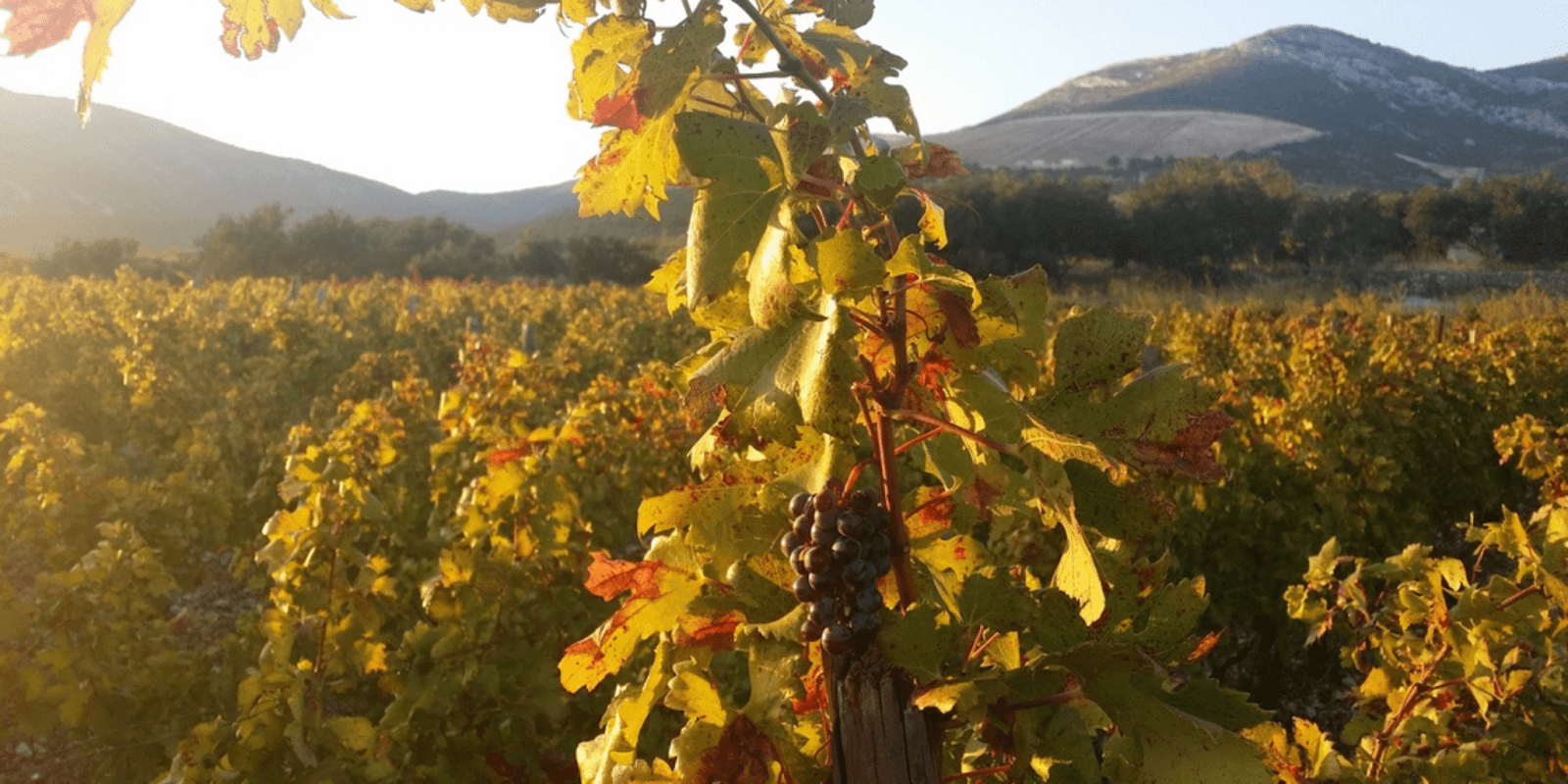 "Explore Croatia's unique indigenous wines and hidden vineyards in Dalmatia, offering a rich cultural and tasting experience."