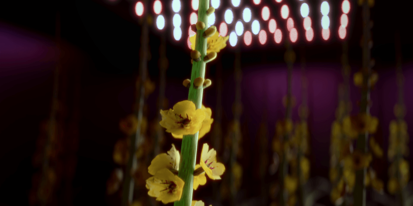 Close-up shot of yellow flowers growing under artificial lights in a modern high-tech indoor farm with a blurred background.